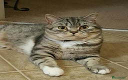 Scottish Fold cats for sale: Scottish fold beautiful Boy - Image 7