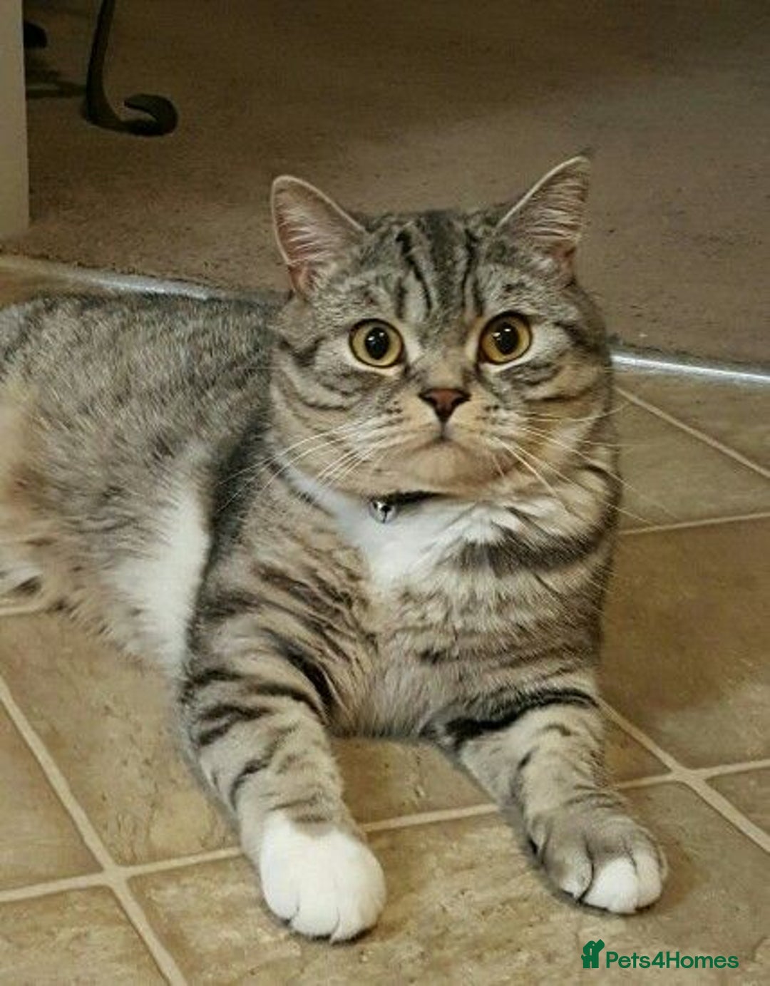 Scottish Fold cats for sale: Scottish fold beautiful Boy - Image 7