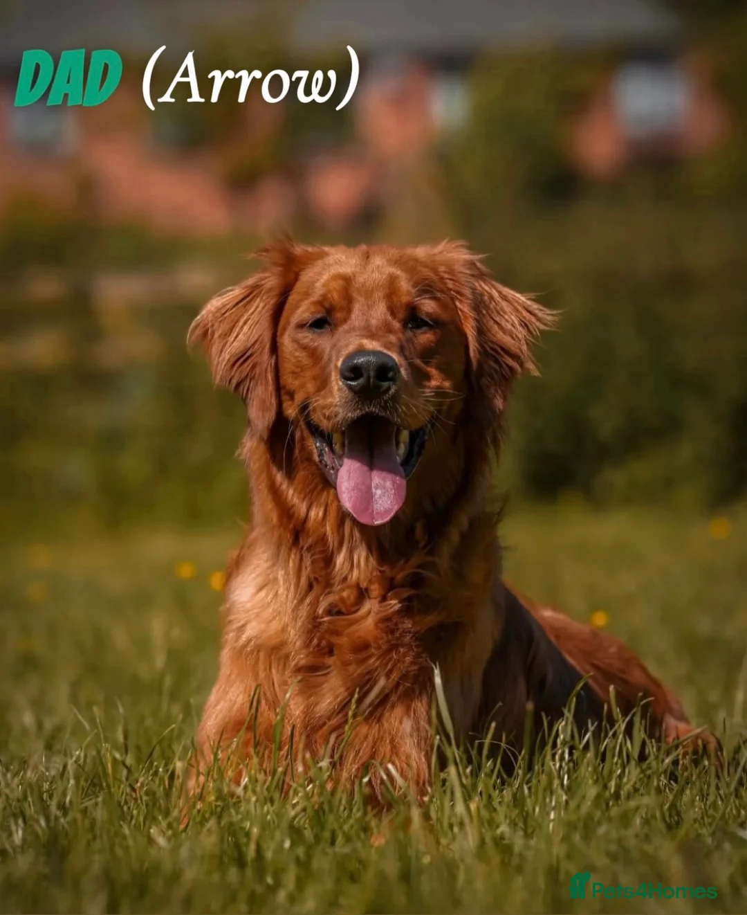 Golden Retriever dogs for sale: Dark Golden Retriever Puppies Health-Tested  - Advert 13