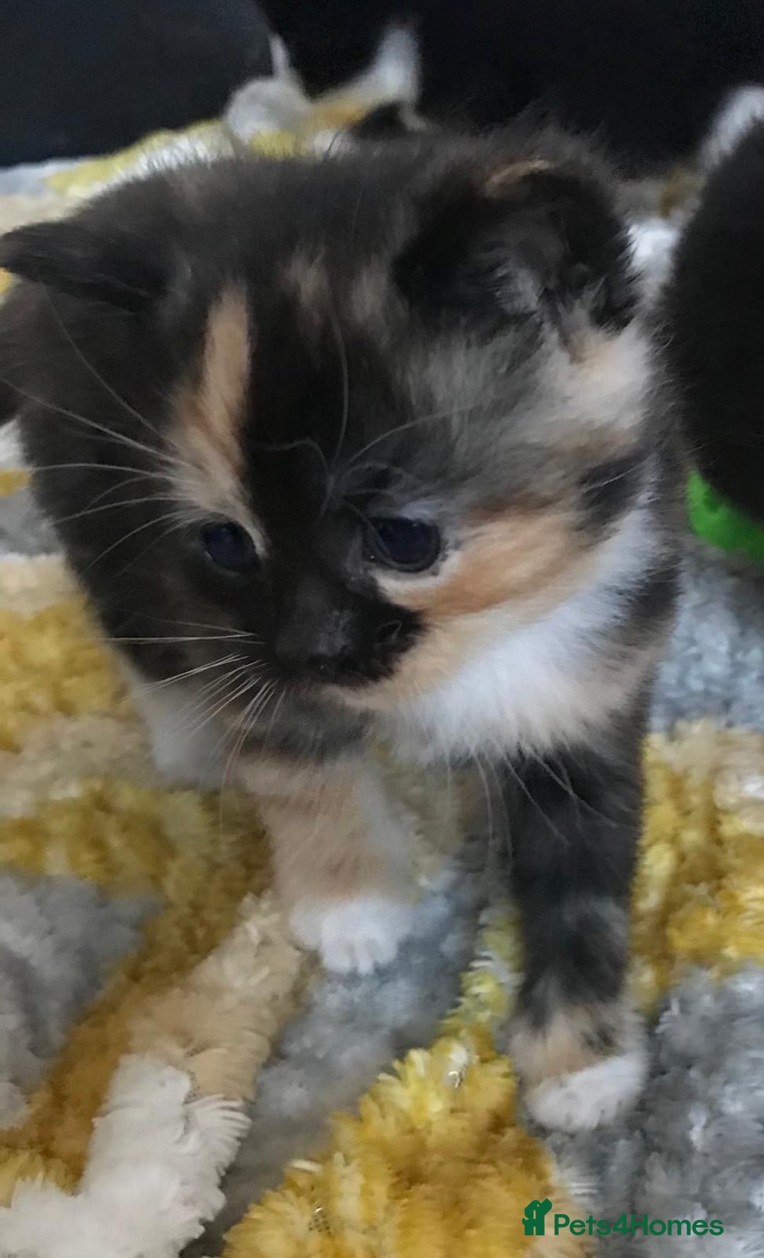 Mixed Breed cats for sale: Adorable half rag doll kittens  - Advert 7