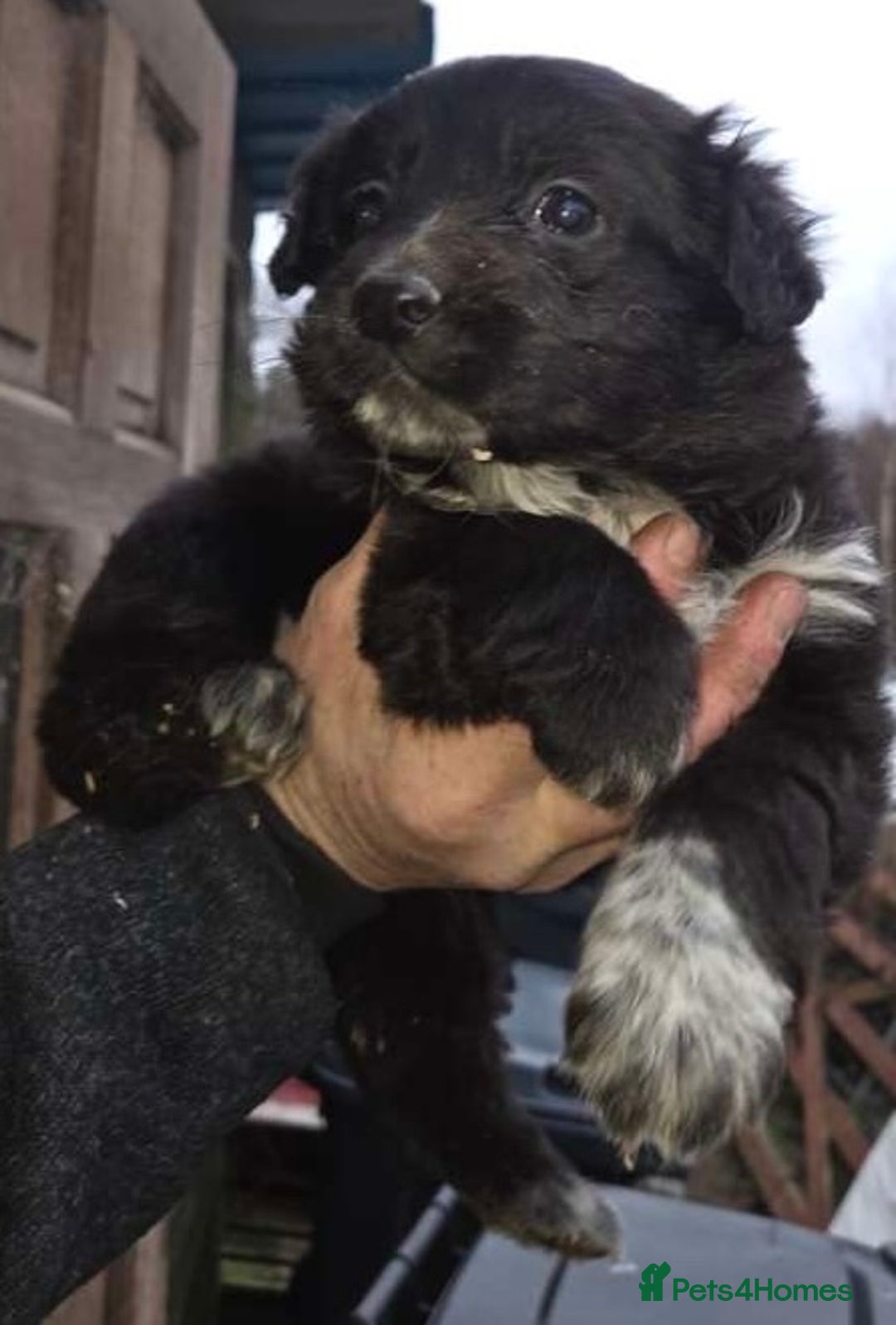 Mixed Breed dogs for sale: Gsd x cocker spaniel (hybrid) - Advert 5