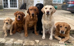 Labrador Retriever dogs for sale: Family/Working bred KC Labradors - Image 30