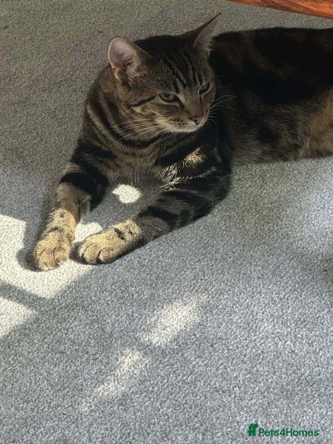 Domestic Shorthair cats for sale: Charlie💗  - Advert 6