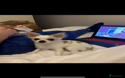 Chihuahua dogs for sale: Chihuahua - Image 2
