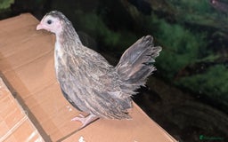 Chickens poultry for sale: Serama chicks 1 1/2 to 2 months,READ DESCRIPTION - Image 4