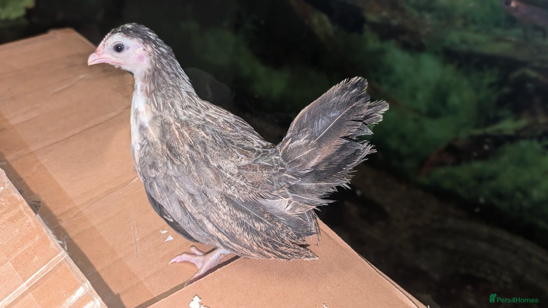 Chickens poultry for sale: Serama chicks 1 1/2 to 2 months,READ DESCRIPTION - Image 4