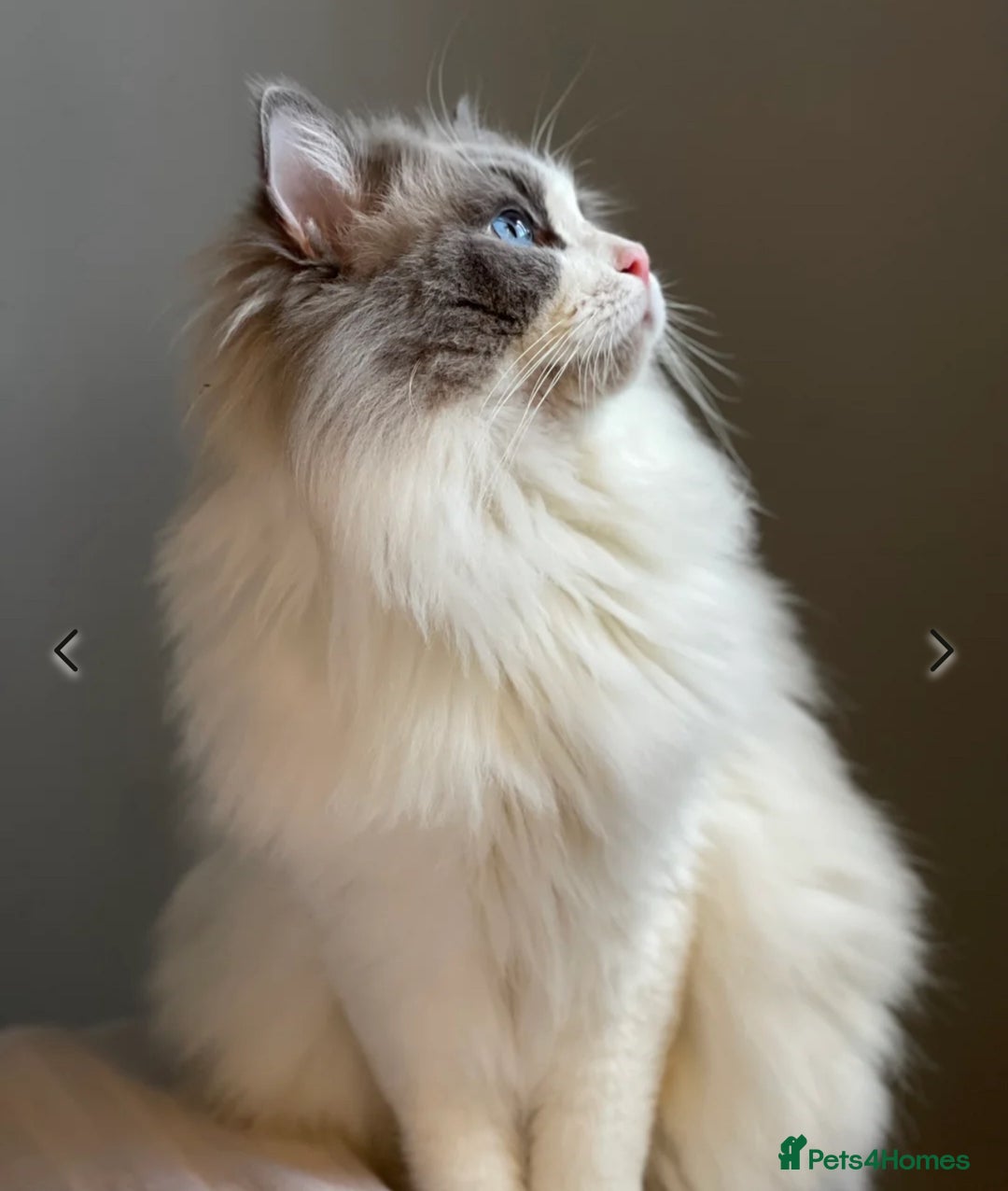 Ragdoll cats for sale: Female kitten become available! Pure Ragdoll in Derby - Image 8