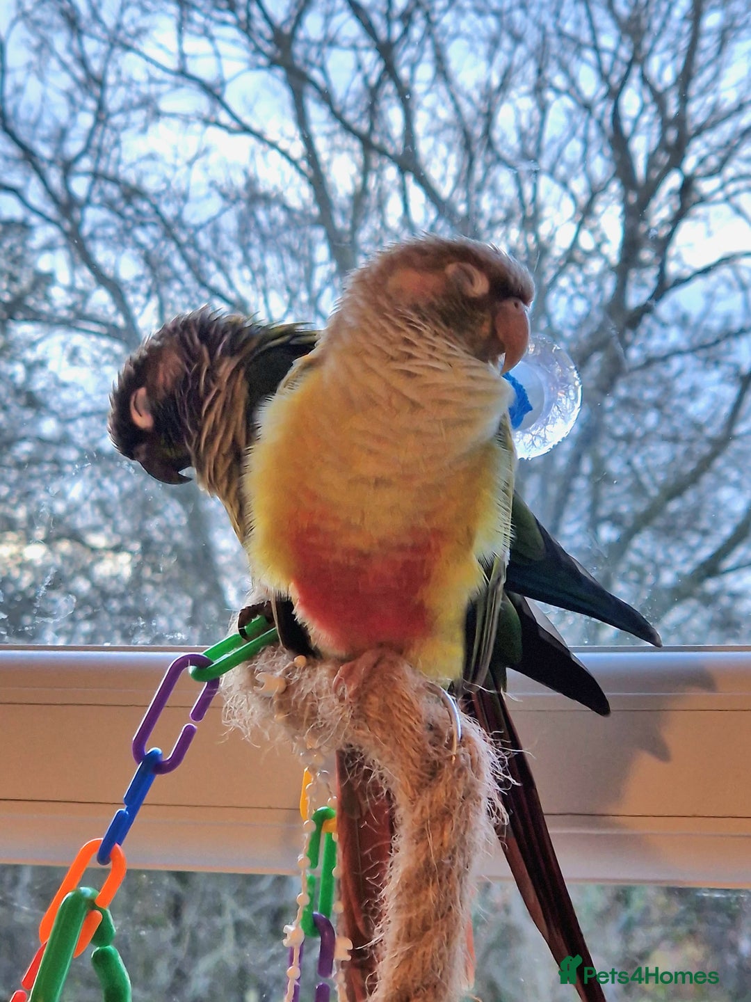 Conures birds for sale: Female conure 5 Months Old - Advert 9