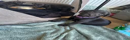 Staffordshire Bull Terrier dogs for sale: 9 beautiful staff pups in Beccles - Advert 8