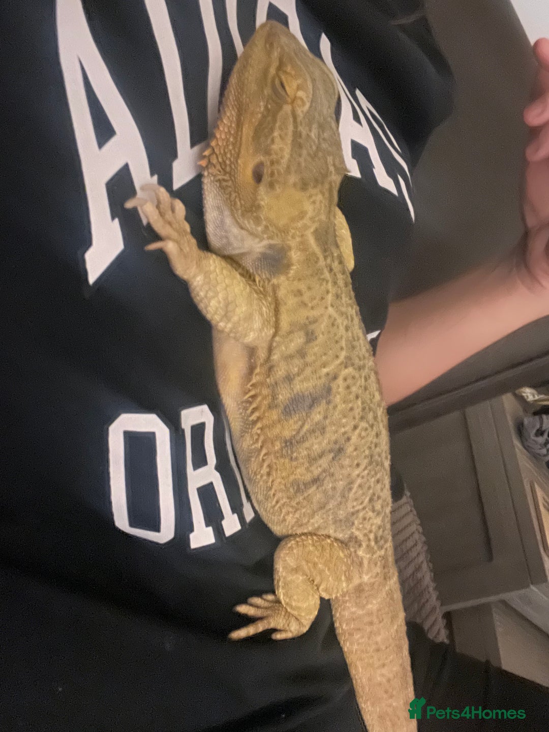 Bearded Dragon reptiles for sale: Bearded dragon and full set up  - Image 10