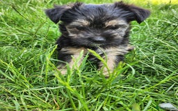 Morkie dogs for sale: Yorkie dominant small Morkies - Image 11