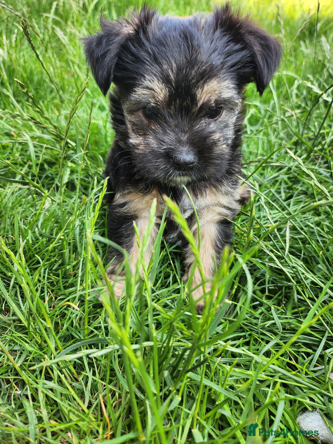 Morkie dogs for sale: Yorkie dominant small Morkies - Image 11