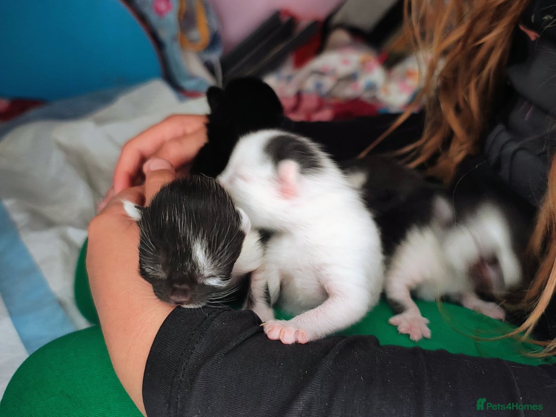 Mixed Breed cats for sale: Kittens - Image 6