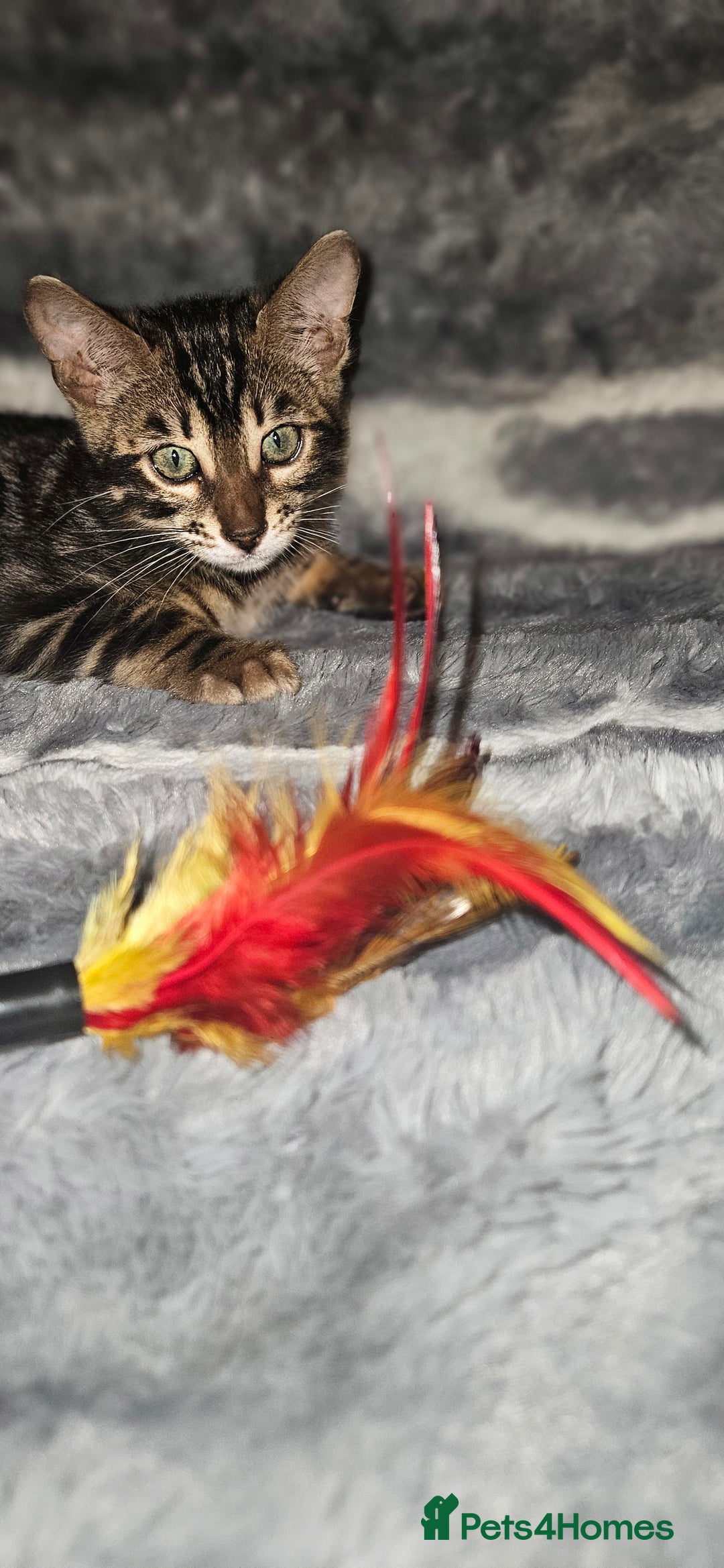 Bengal cats for sale: SHOW QUALITY BABIES  in Andover - Image 2