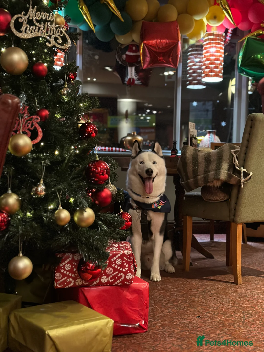 Siberian Husky dogs for stud: Stunning Blue eye Sibrian Husky for Stud (Proven) in Liverpool - Advert 18