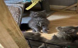 Maine Coon cats for sale: Gccf reg Maine coon kittens - Image 13
