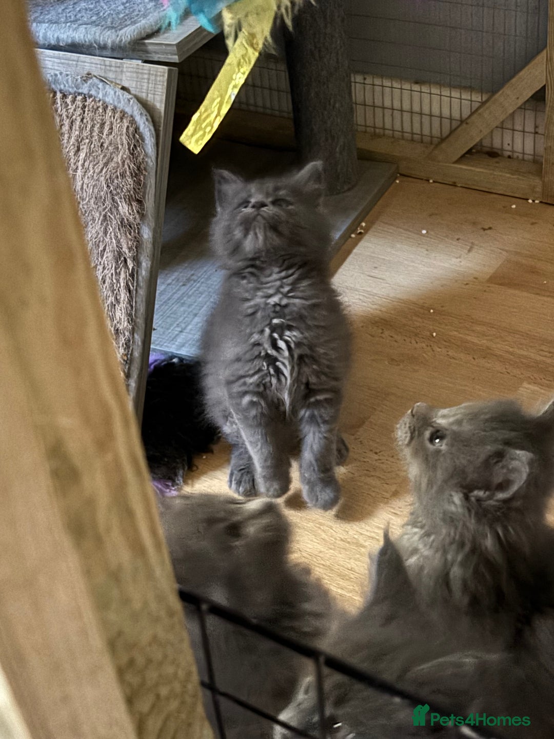 Maine Coon cats for sale: Gccf reg Maine coon kittens - Image 13