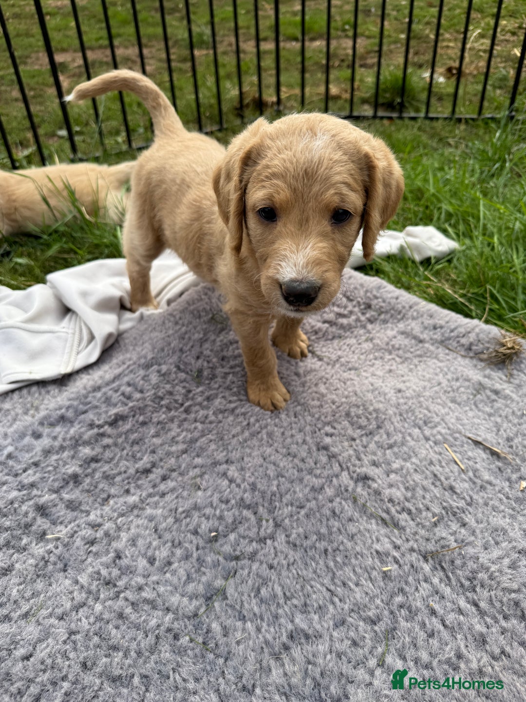 Labradoodle dogs for sale: Health tested chunky and fluffy labradoodles  - Image 15