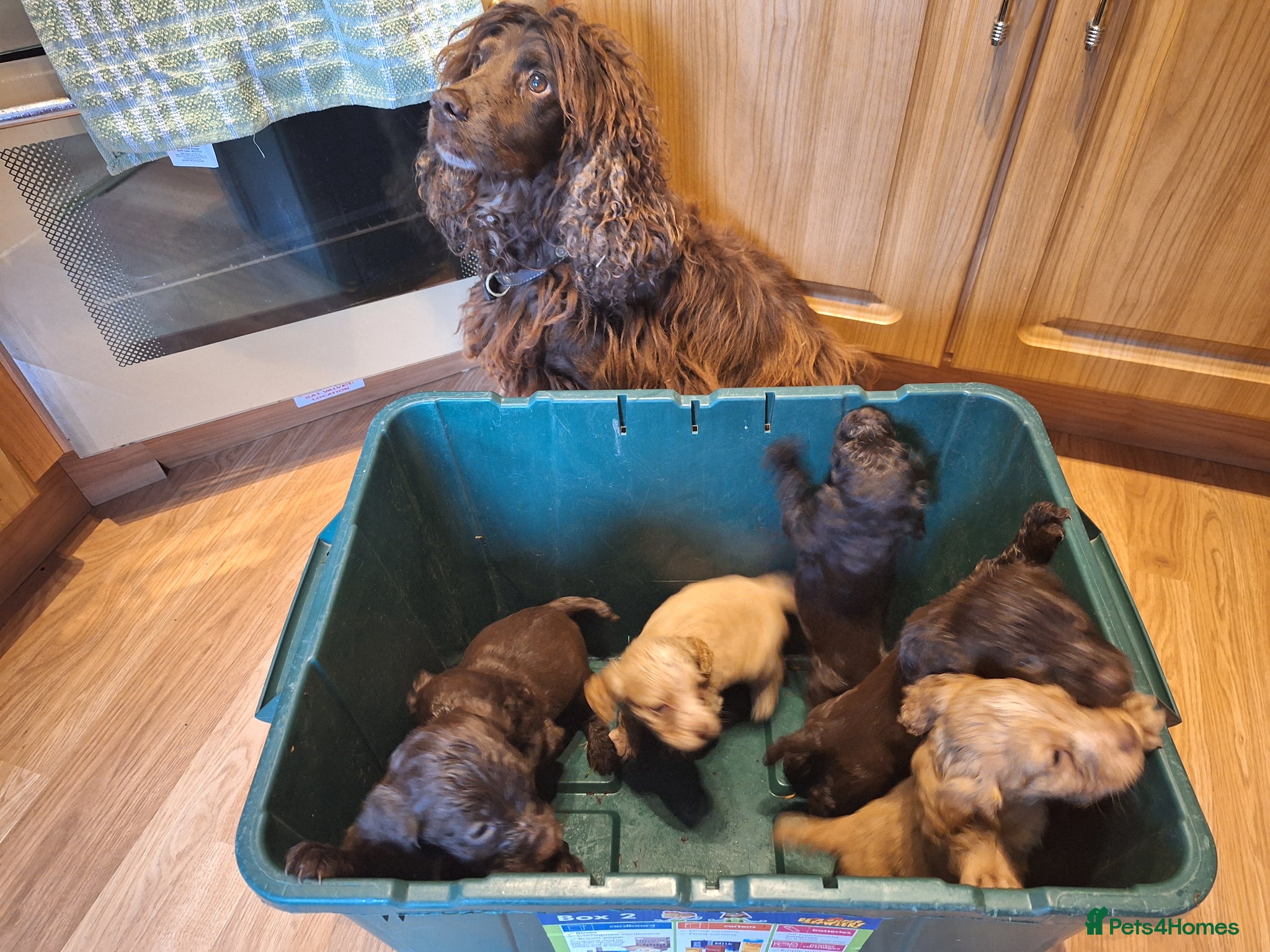 Sprocker dogs for sale: Sprockers. - Advert 4