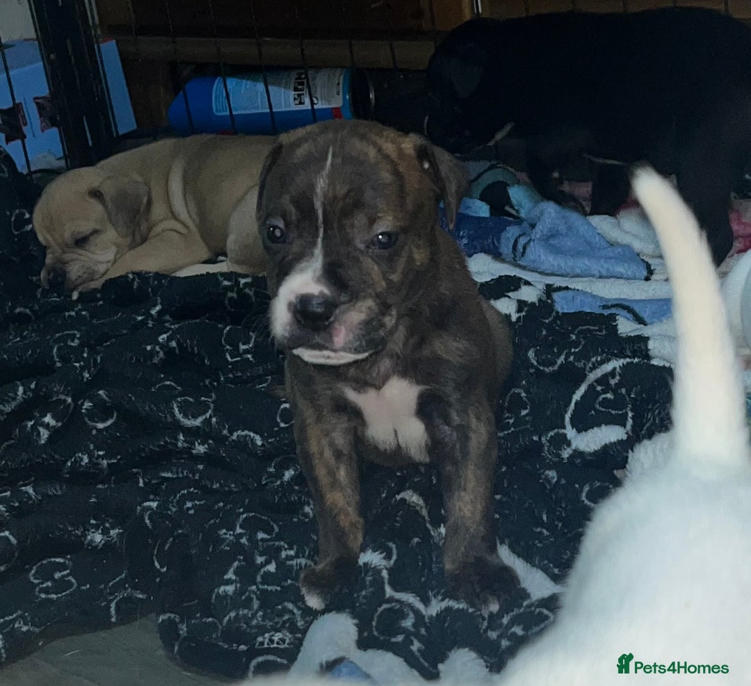 American Bull Staffy dogs for sale: 2 Female American bull x staff puppies left - Image 7