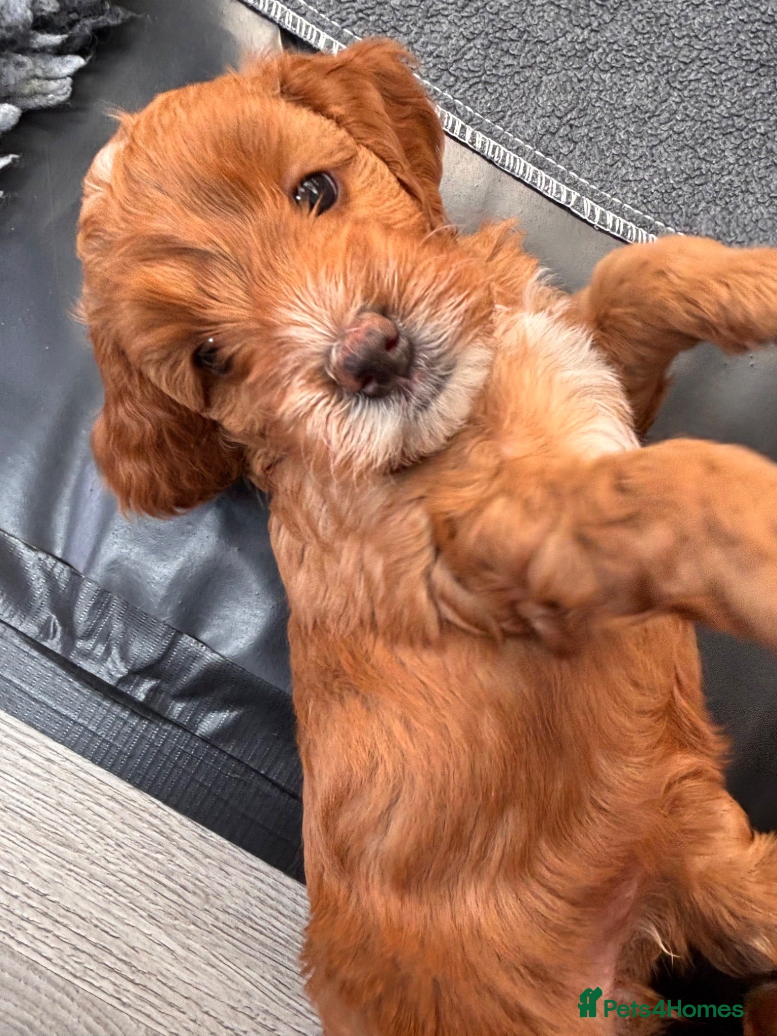 Cockapoo dogs Fully tested Cockapoo Puppies – Raised in my home. - Advert 2