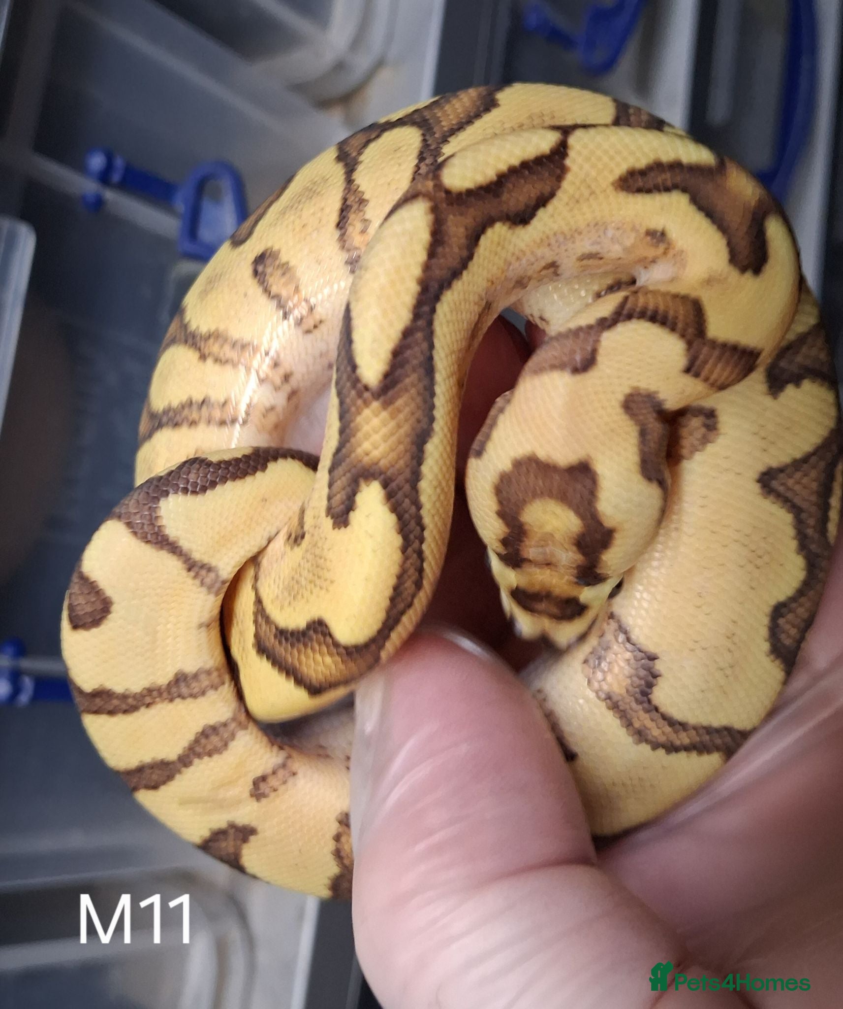 Python Snake reptiles Royal Python Morphs Males - Advert 2