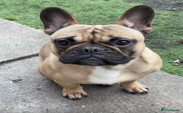 French Bulldog dogs - Advert 1