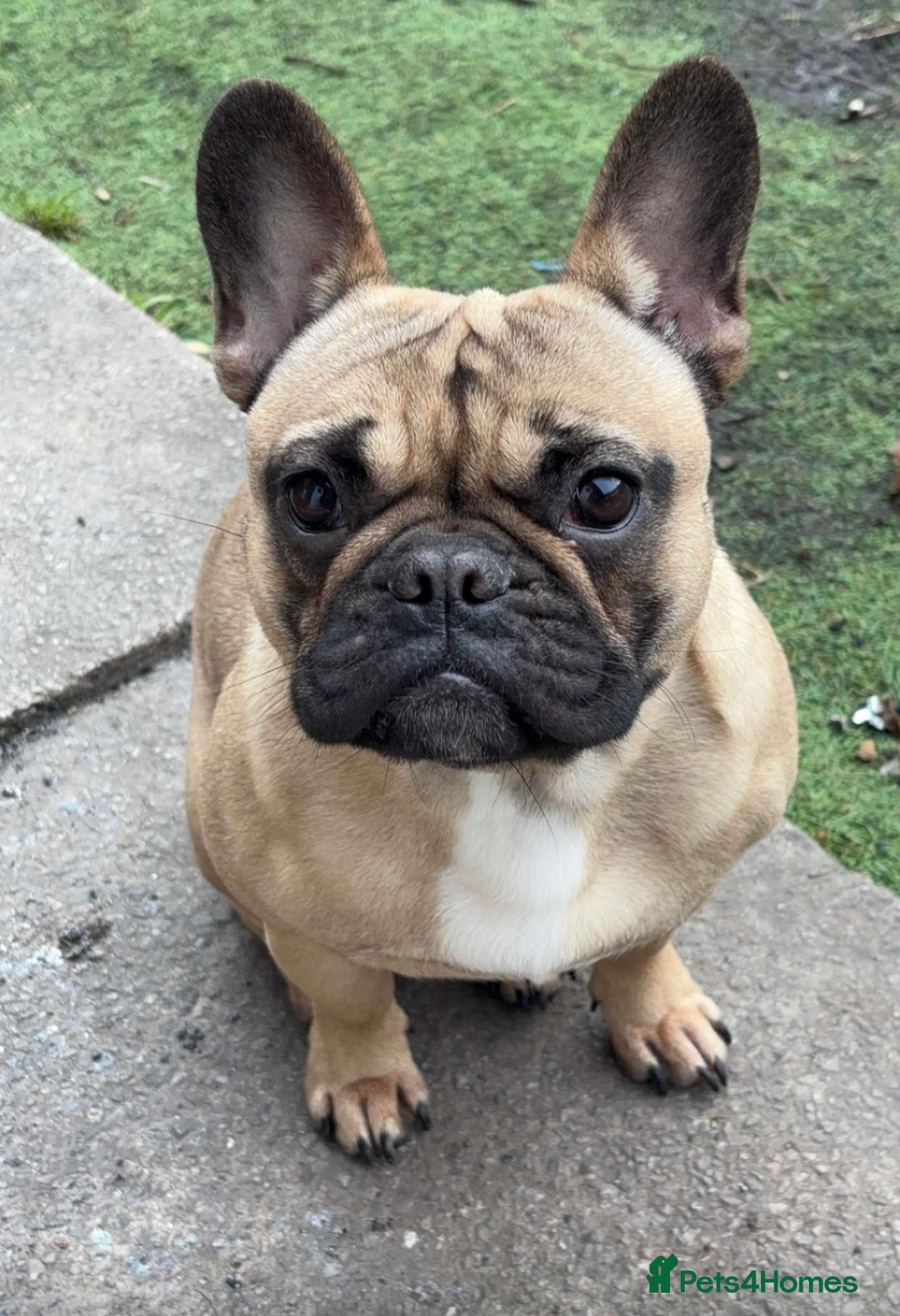 French Bulldog dogs for sale: French Bulldogs Puppies  - Image 1
