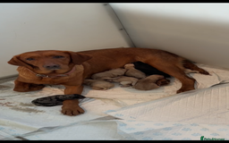 Labradoodle dogs for sale: Miniature Labradoodle Pups - Image 29