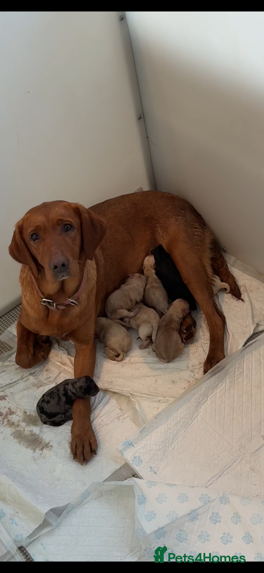 Labradoodle dogs for sale: Miniature Labradoodle Pups - Image 29