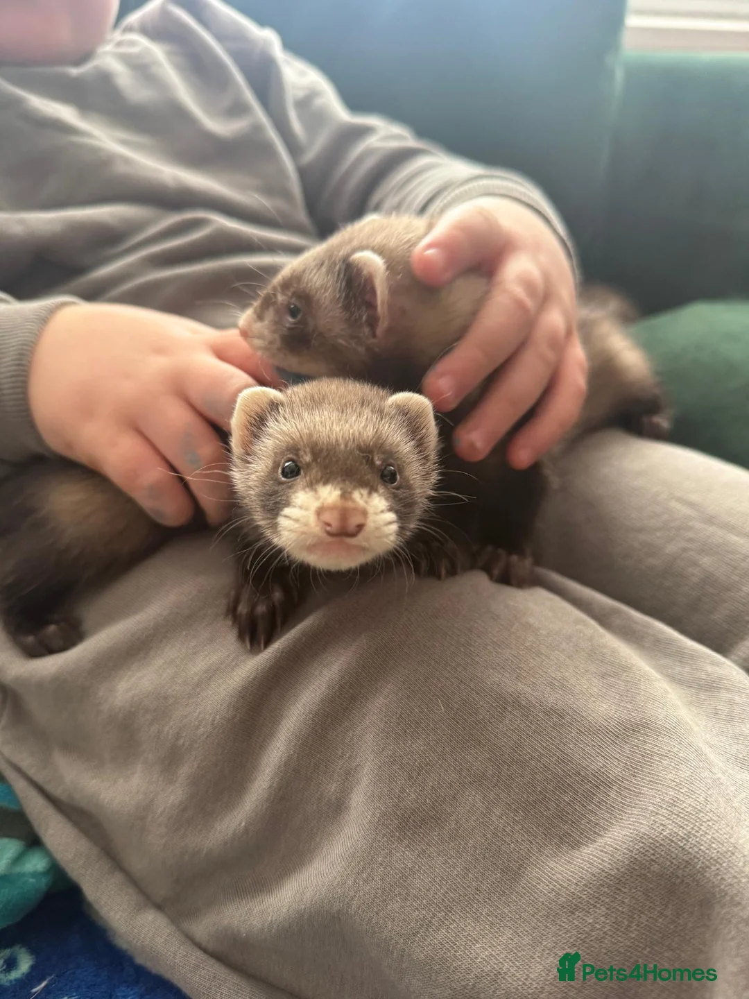 Ferret rodents for sale: 6 FERRETS FOR SALE (MIXED) - Advert 1