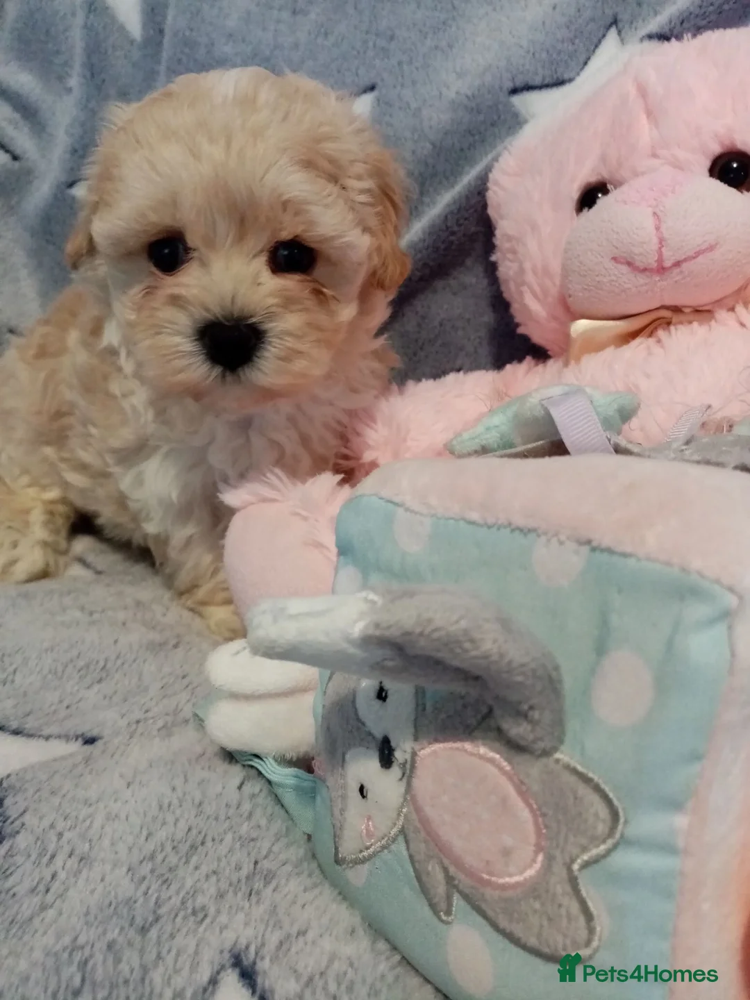 Maltipoo dogs for sale: Golden Maltipoo puppy's  in Manchester - Advert 19