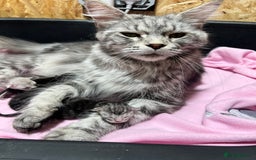 Maine Coon cats for sale: 🔥🔥Maine Coon 🔥🔥kittens  - Image 7
