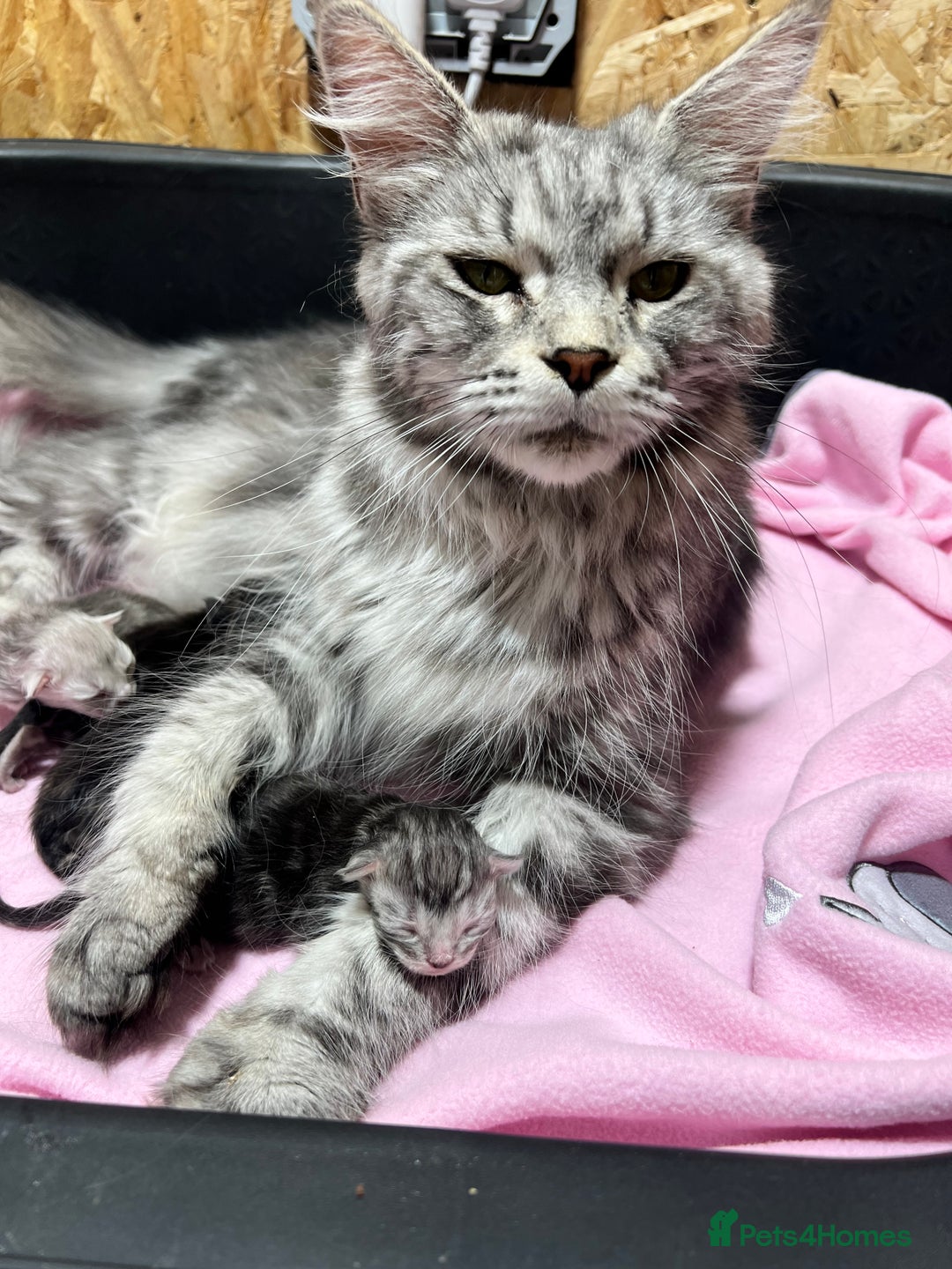 Maine Coon cats for sale: 🔥🔥Maine Coon 🔥🔥kittens  - Image 7