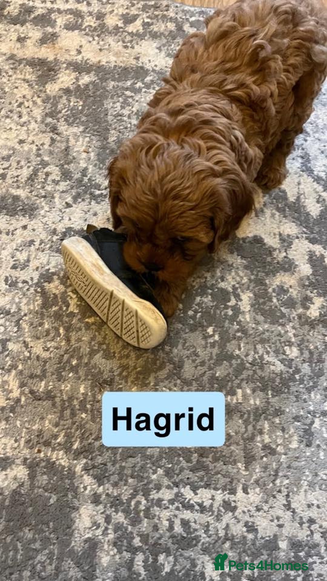 Cavapoo dogs for sale: Stunning Cavapoo Puppies - Advert 10