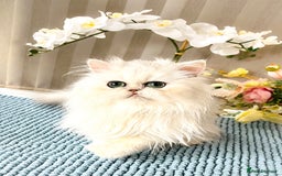 Persian cats for sale: Beautiful Chinchilla Persian Kittens*** - Image 2