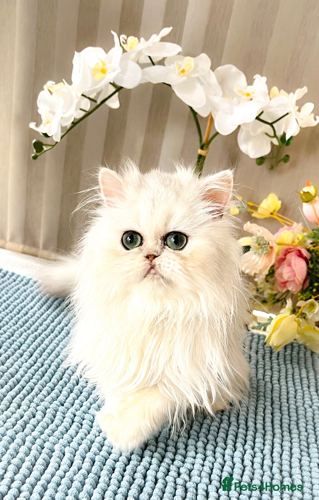 Persian cats for sale: Beautiful Chinchilla Persian Kittens*** - Image 2