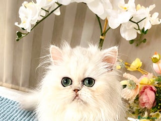 Persian cats - Advert 11