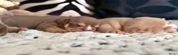 English Bulldog dogs for sale: English Bulldog Puppies  - Advert 6