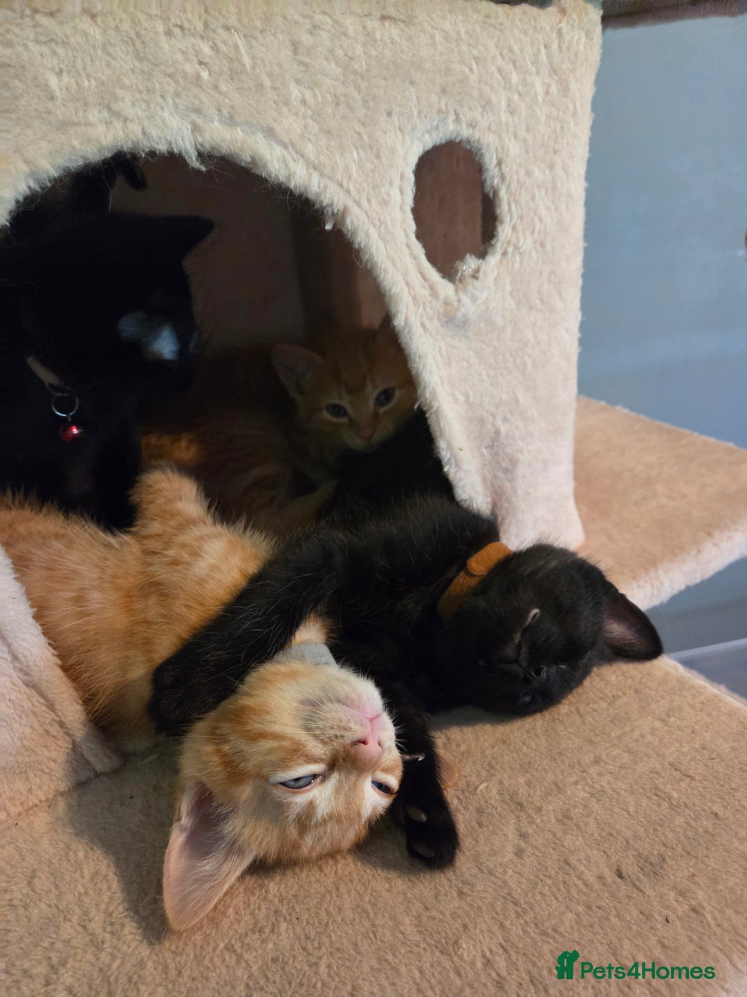 Ragdoll cats for sale: Ragdoll x tabby cat - Image 17