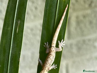Gecko reptiles Mourning geckos - Advert 2
