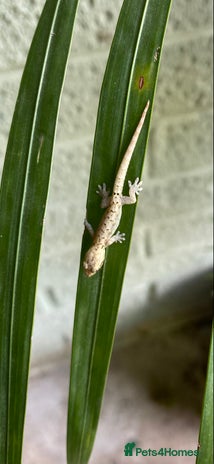 Gecko reptiles Mourning geckos - Advert 1