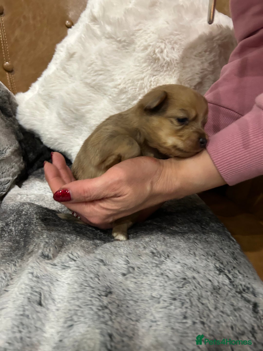 Mixed Breed dogs for sale: Miniature Dauchshund/ Pomeranian puppies for sale - Advert 33