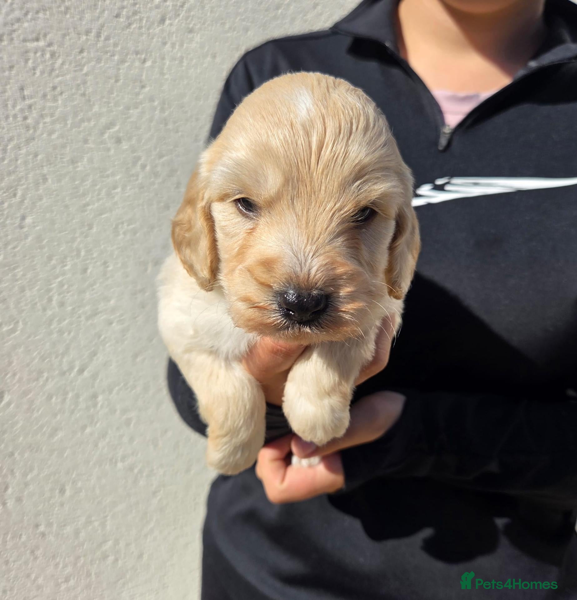 Cockapoo dogs Stunning F1 Cockapoo Puppies  - Advert 18