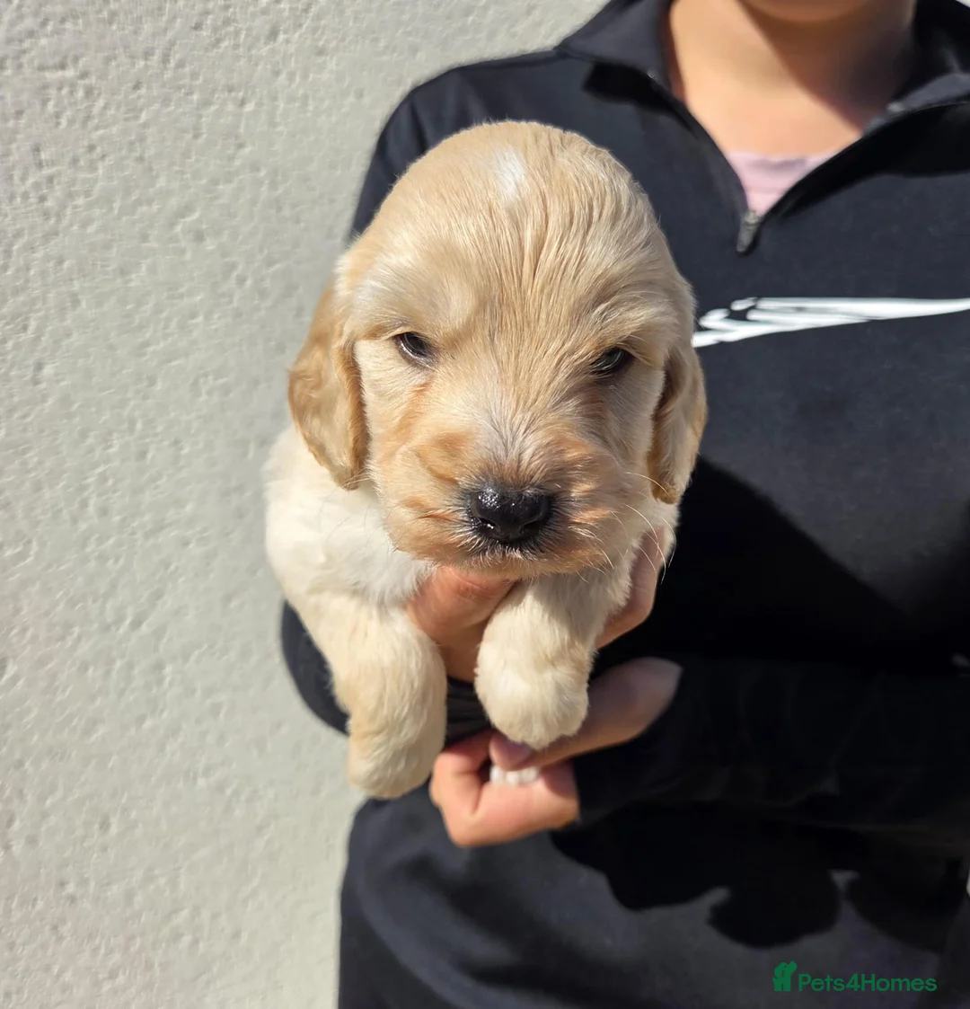 Cockapoo dogs for sale: Stunning F1 Cockapoo Puppies  - Advert 1