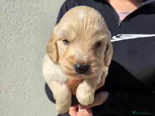 Cockapoo dogs Stunning F1 Cockapoo Puppies - Advert 2