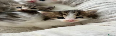 Siberian 3
