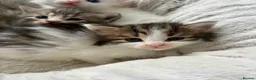 Siberian cats for sale: Four Fluffy kittens - Advert 23