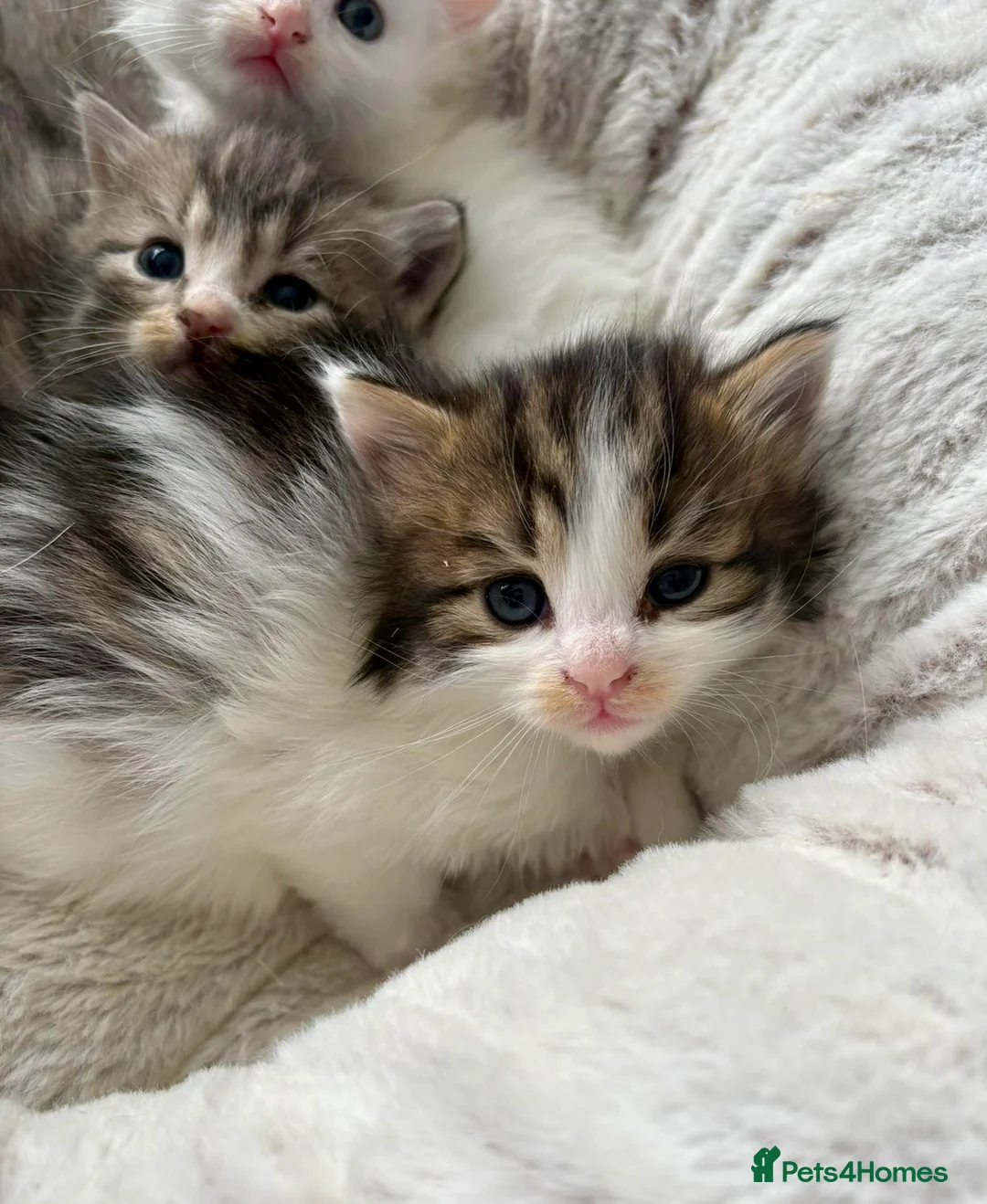 Siberian cats for sale: Four Fluffy kittens - Advert 23