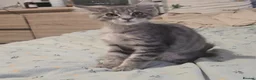 Maine Coon cats for sale: Maine Coon Kitten ready - Advert 13